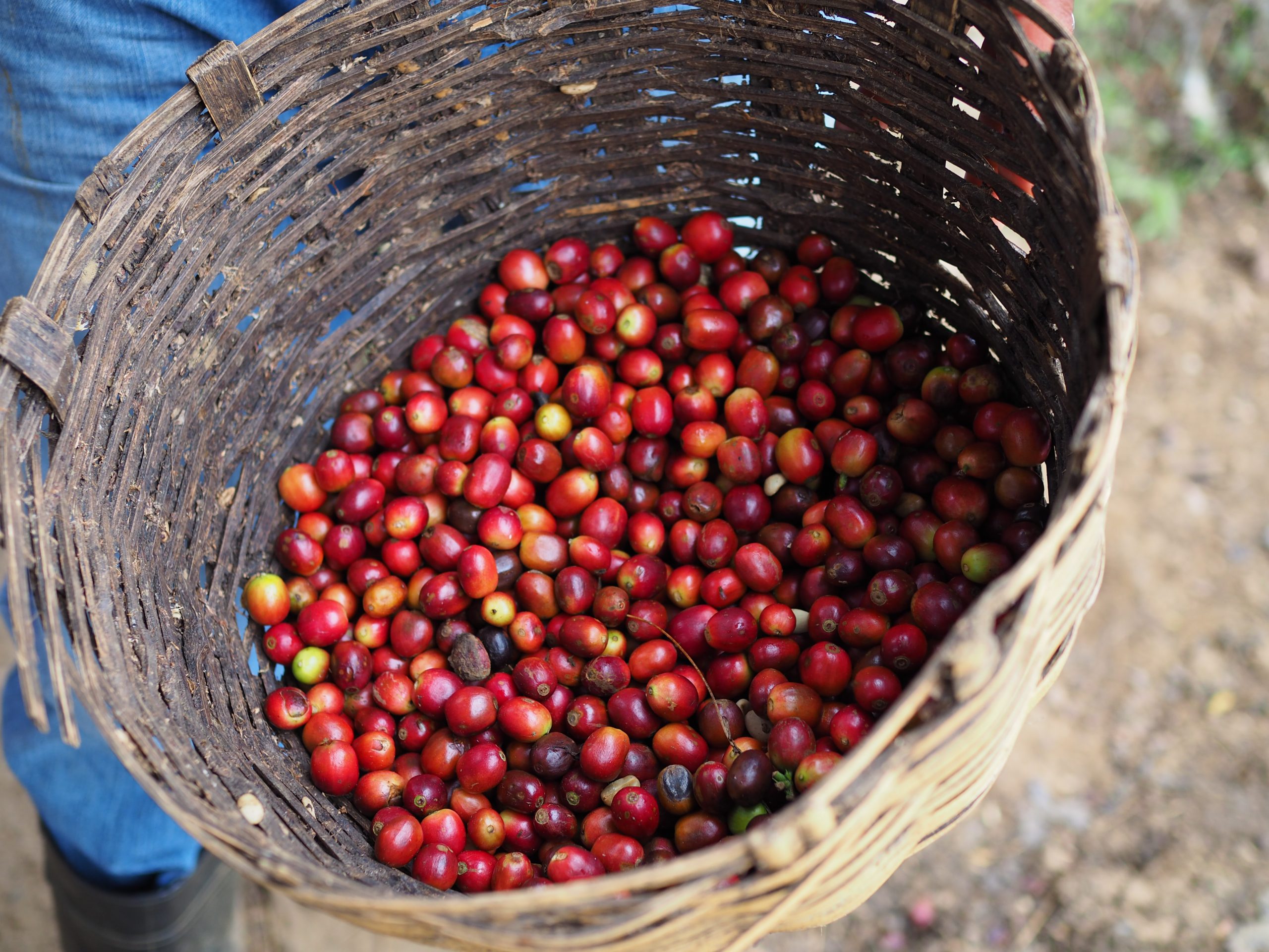 Nicaragua Carlos Lopez coffee beans1